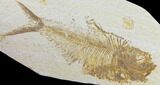 Fossil Fish (Diplomystus) - Green River Formation #119521-1